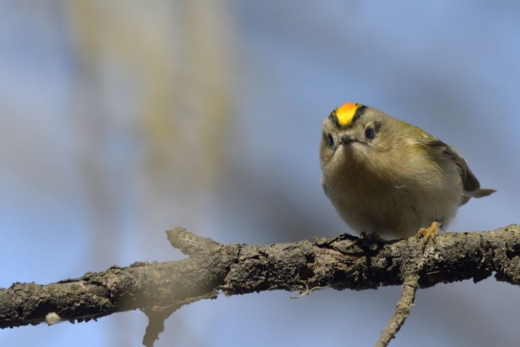 Regulus regulus maschio