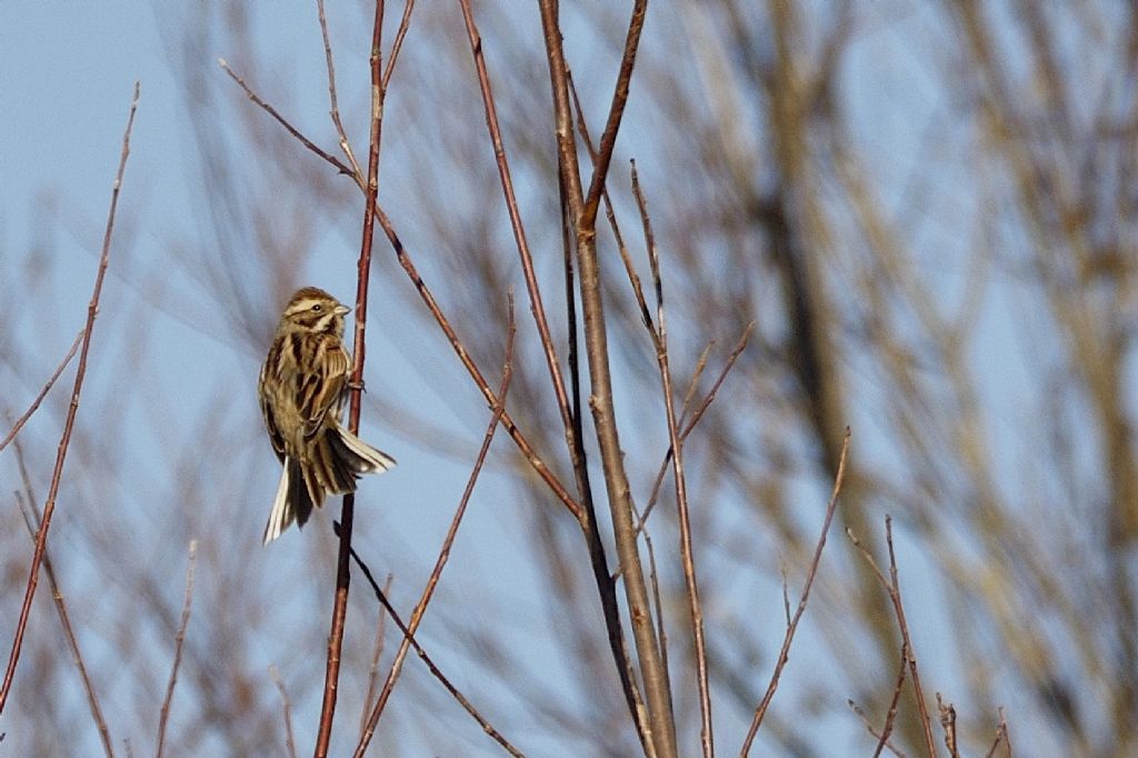 Migliarino di palude  (Emberiza schoeniclus)