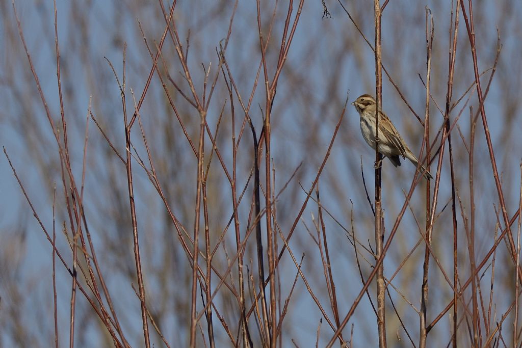 Migliarino di palude  (Emberiza schoeniclus)