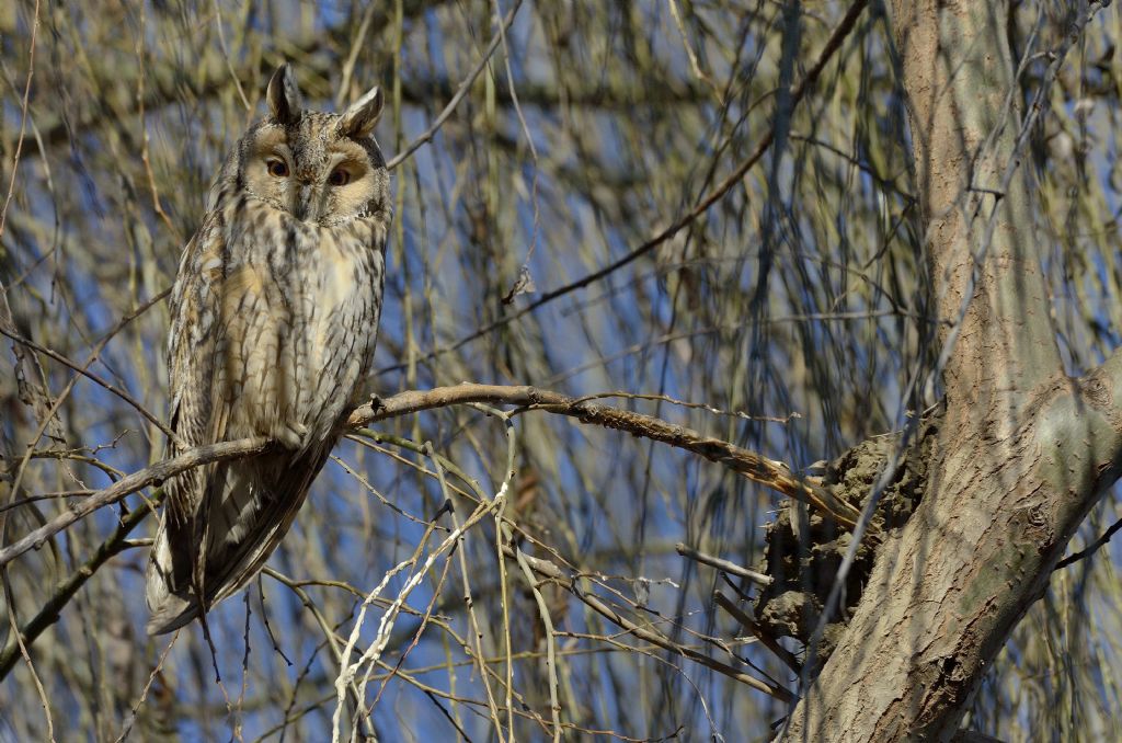 Gufo in un roost cittadino