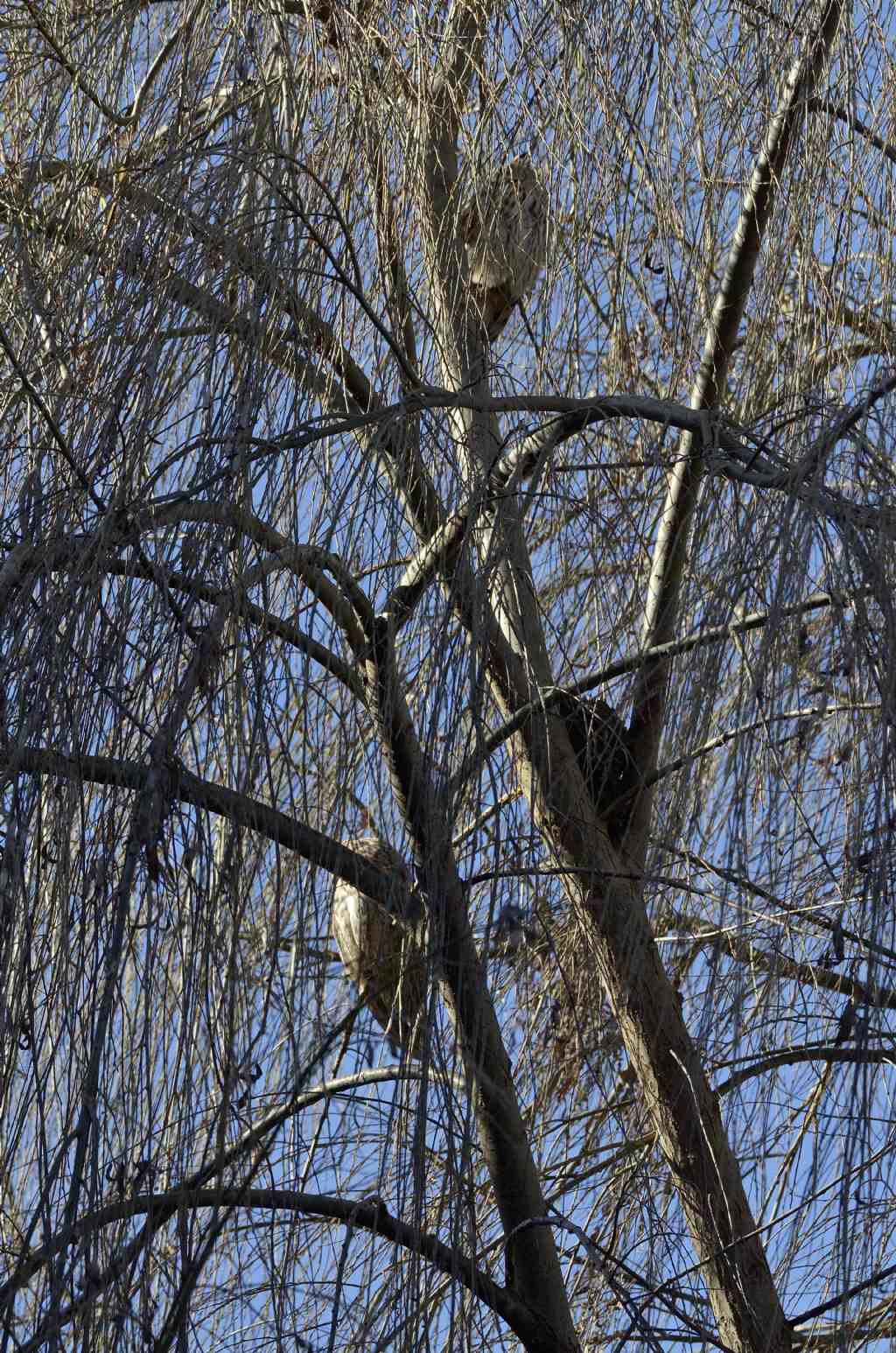 Gufo in un roost cittadino