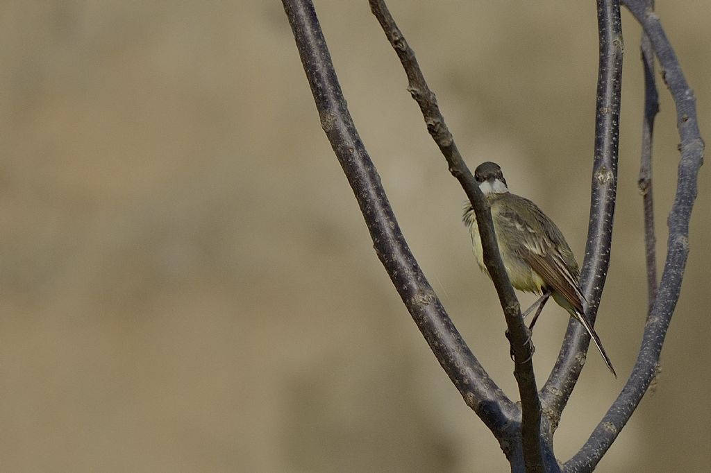 Cutrettola, giovane