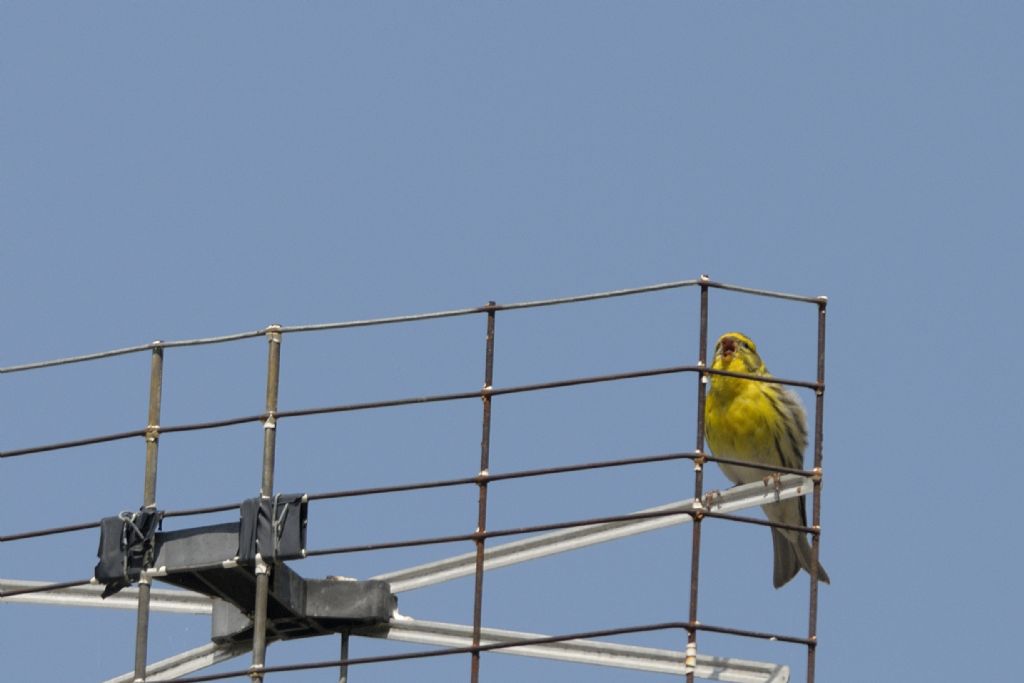 Zigolo giallo (in canto di controinformazione) ?  No, verzellino