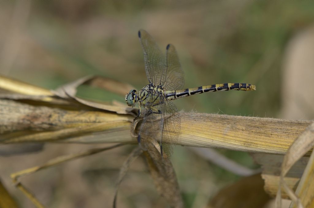 Onychogomphus forcipatus femmina