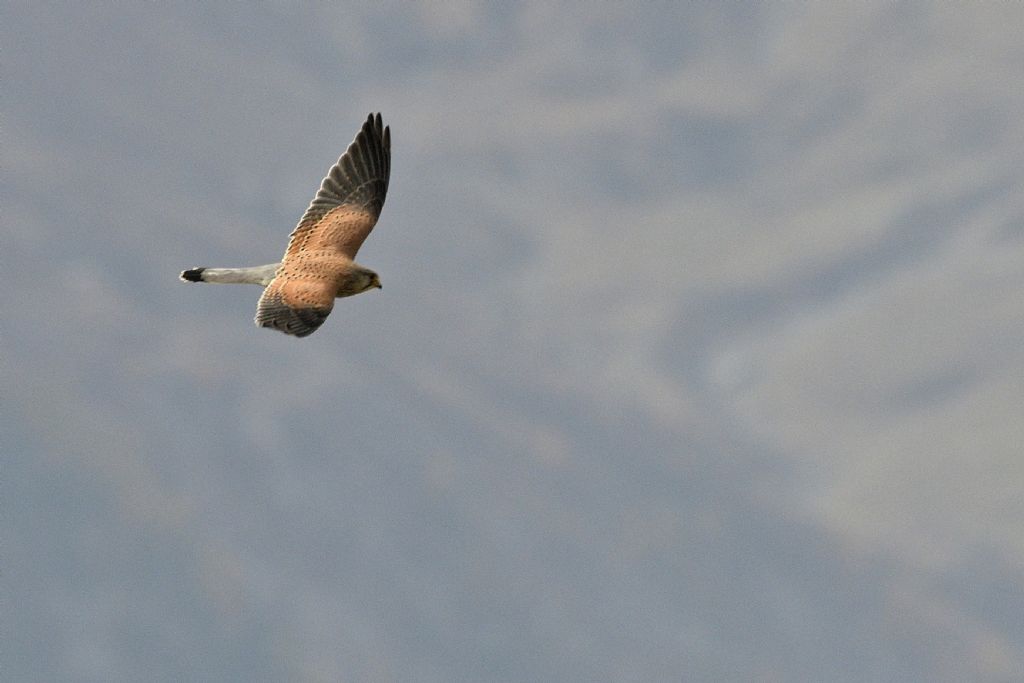 Gheppio in volo