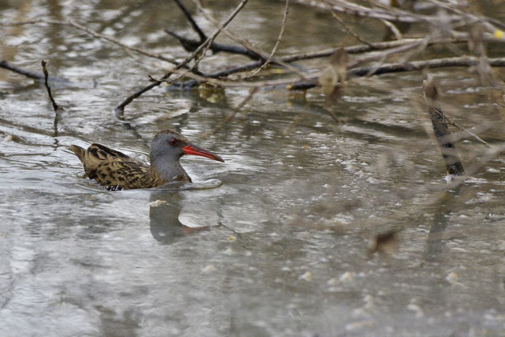 Porciglione o Rallus aquaticus