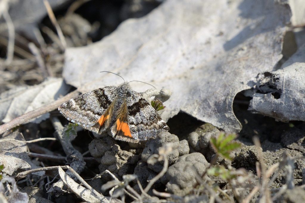 Catocala nupta ?  No, Geometridae: Boudinotiana notha