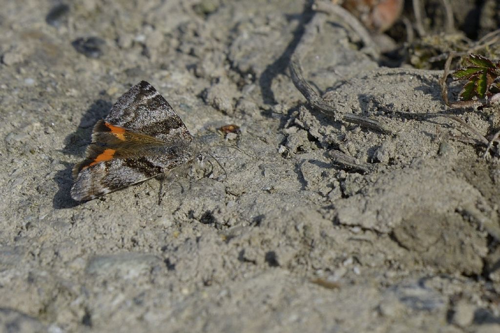 Catocala nupta ?  No, Geometridae: Boudinotiana notha