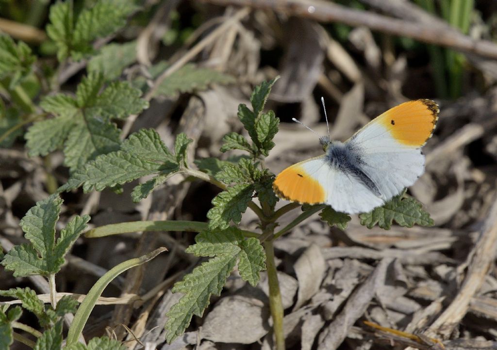 Anthocharis cardamines m.