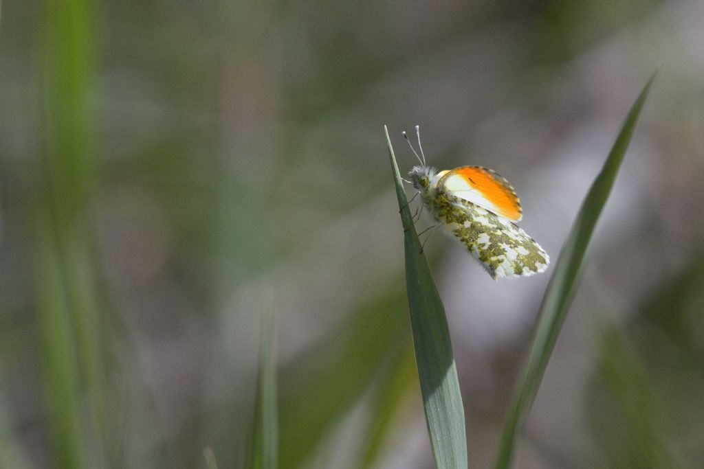 Anthocharis cardamines m.