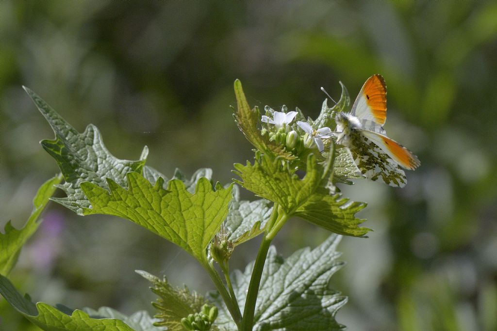 Anthocharis cardamines m.