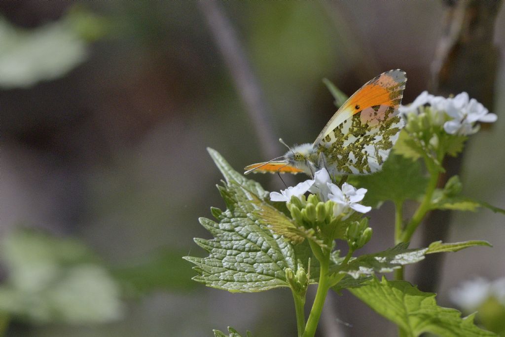 Anthocharis cardamines m.