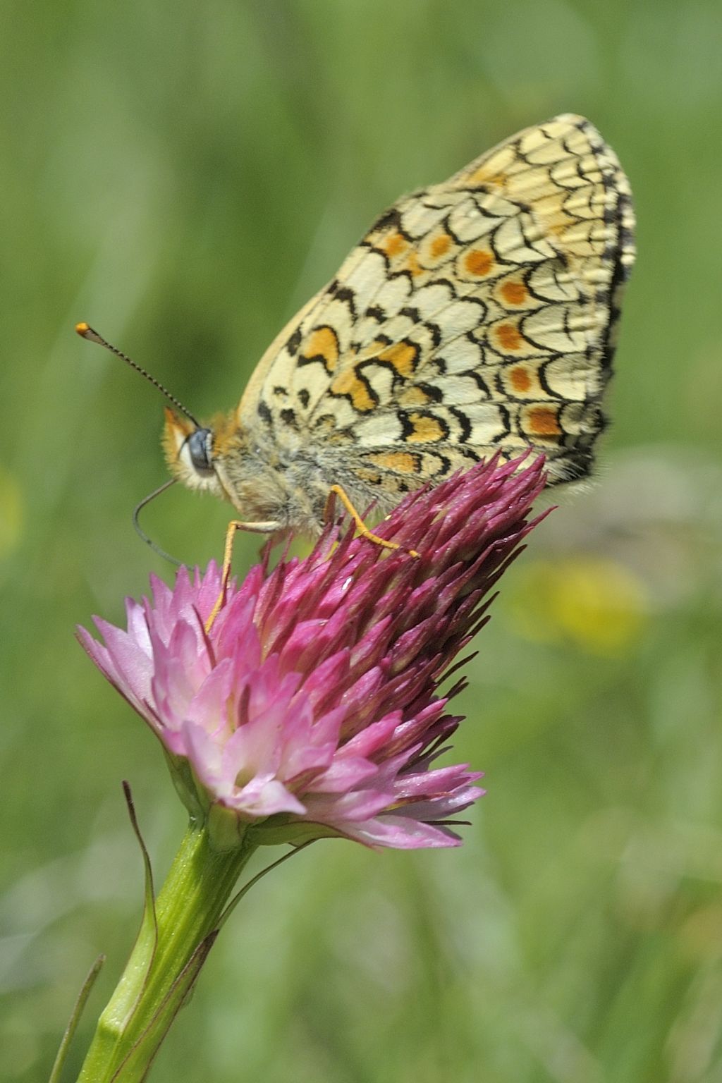 Melitaea phoebe ?