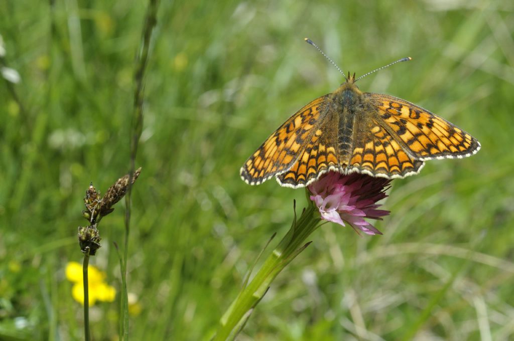 Melitaea phoebe ?