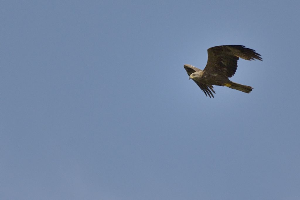 Nibbio in volo:  Nibbio bruno?  S