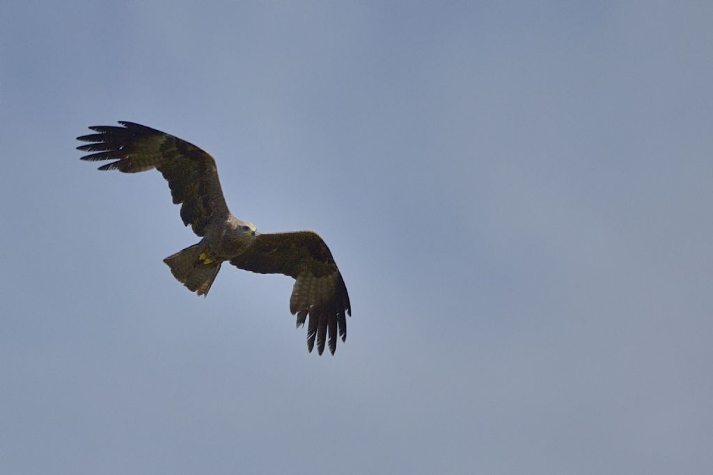 Nibbio in volo:  Nibbio bruno?  S