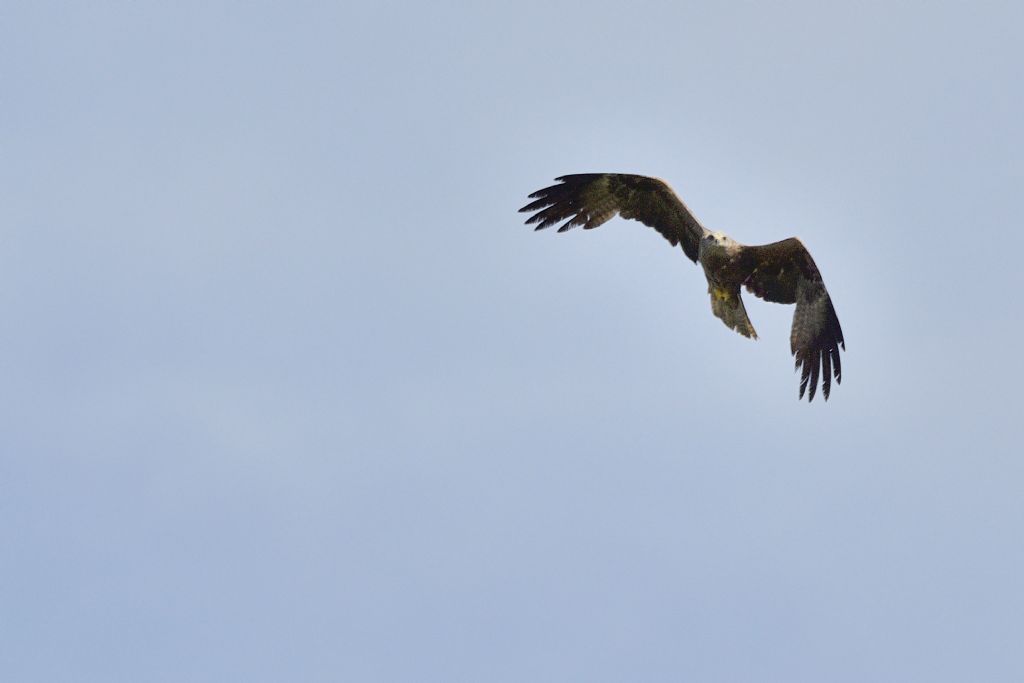 Nibbio in volo:  Nibbio bruno?  S