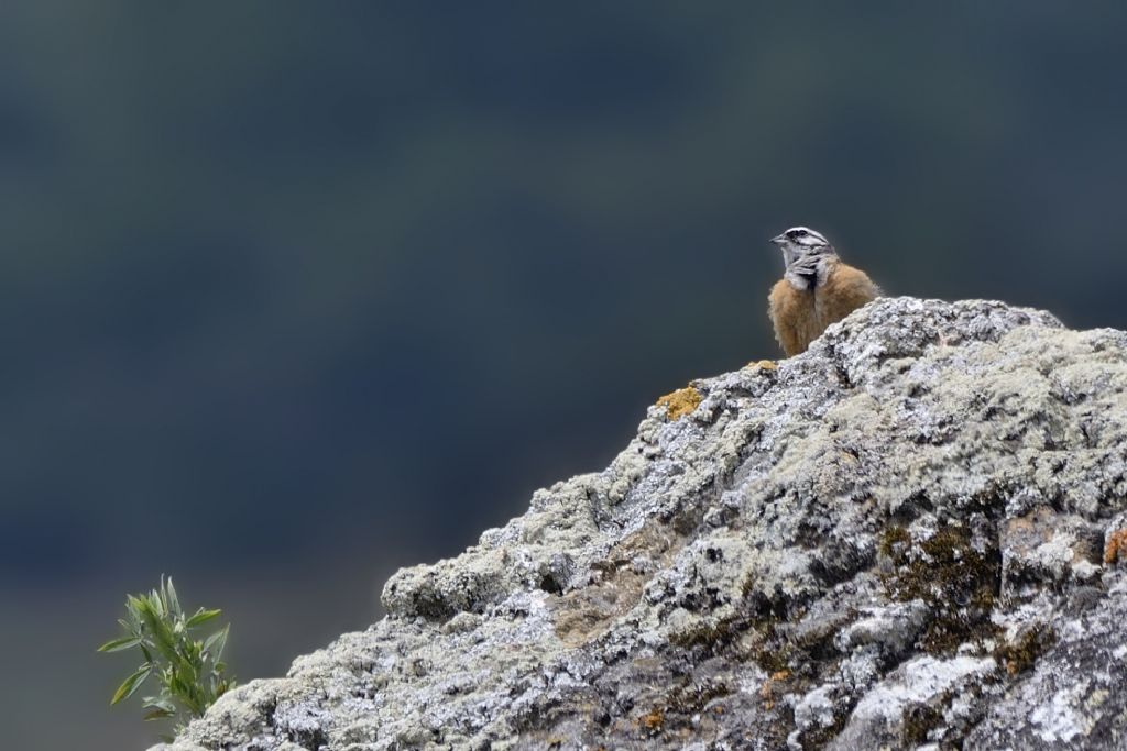 Zigolo muciatto, Emberiza cia