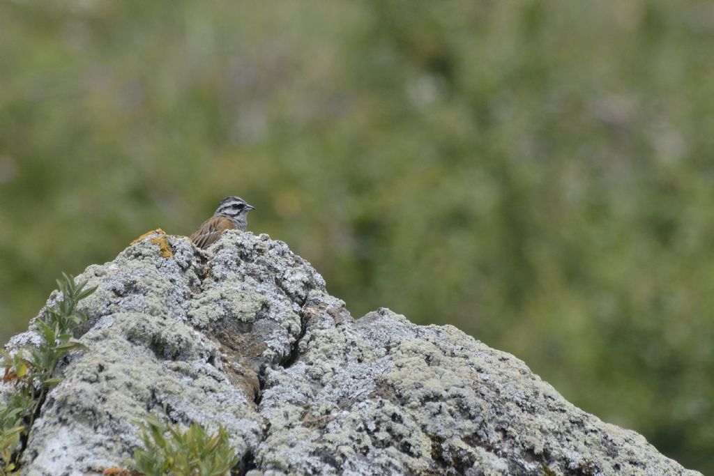 Zigolo muciatto, Emberiza cia