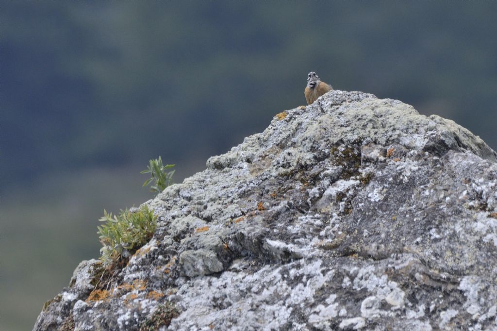 Zigolo muciatto, Emberiza cia