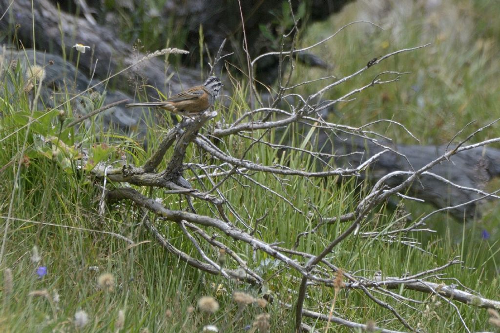 Zigolo muciatto, Emberiza cia