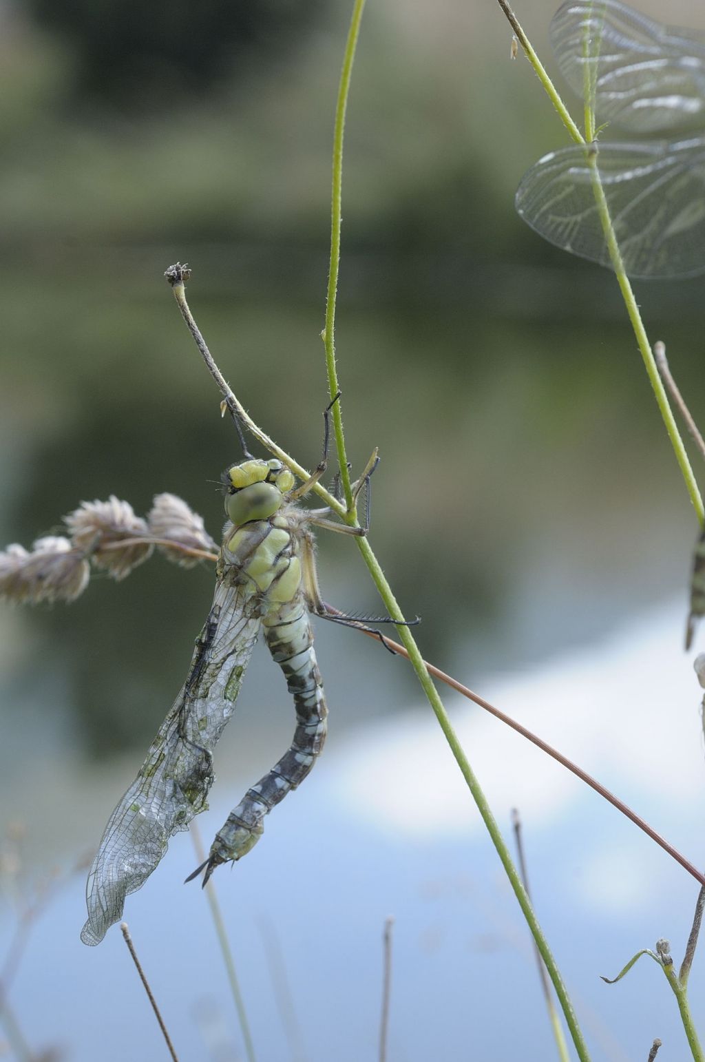 Aeshna mixta... no, Aeshna cyanea neo sfarfallate e domande