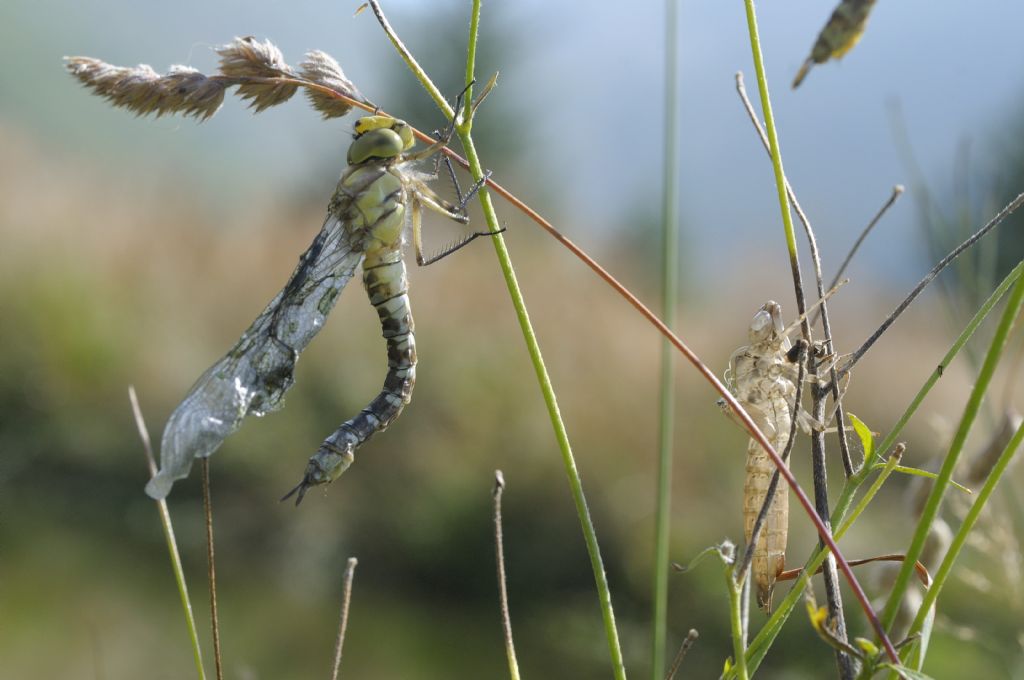 Aeshna mixta... no, Aeshna cyanea neo sfarfallate e domande