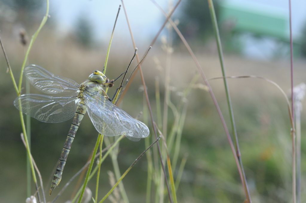 Aeshna mixta... no, Aeshna cyanea neo sfarfallate e domande