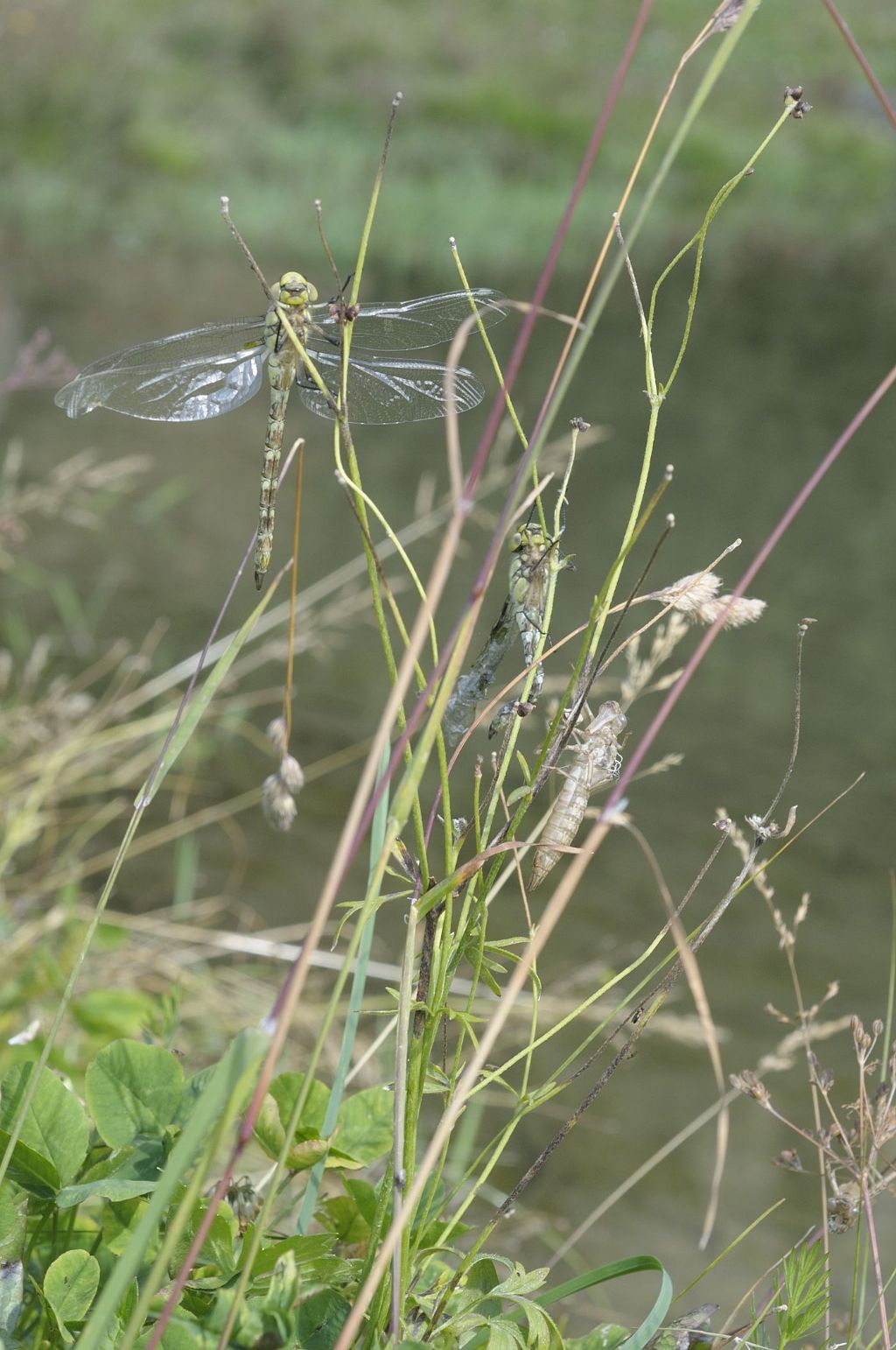 Aeshna mixta... no, Aeshna cyanea neo sfarfallate e domande