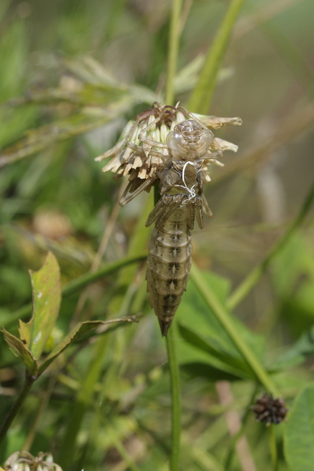 Aeshna mixta... no, Aeshna cyanea neo sfarfallate e domande