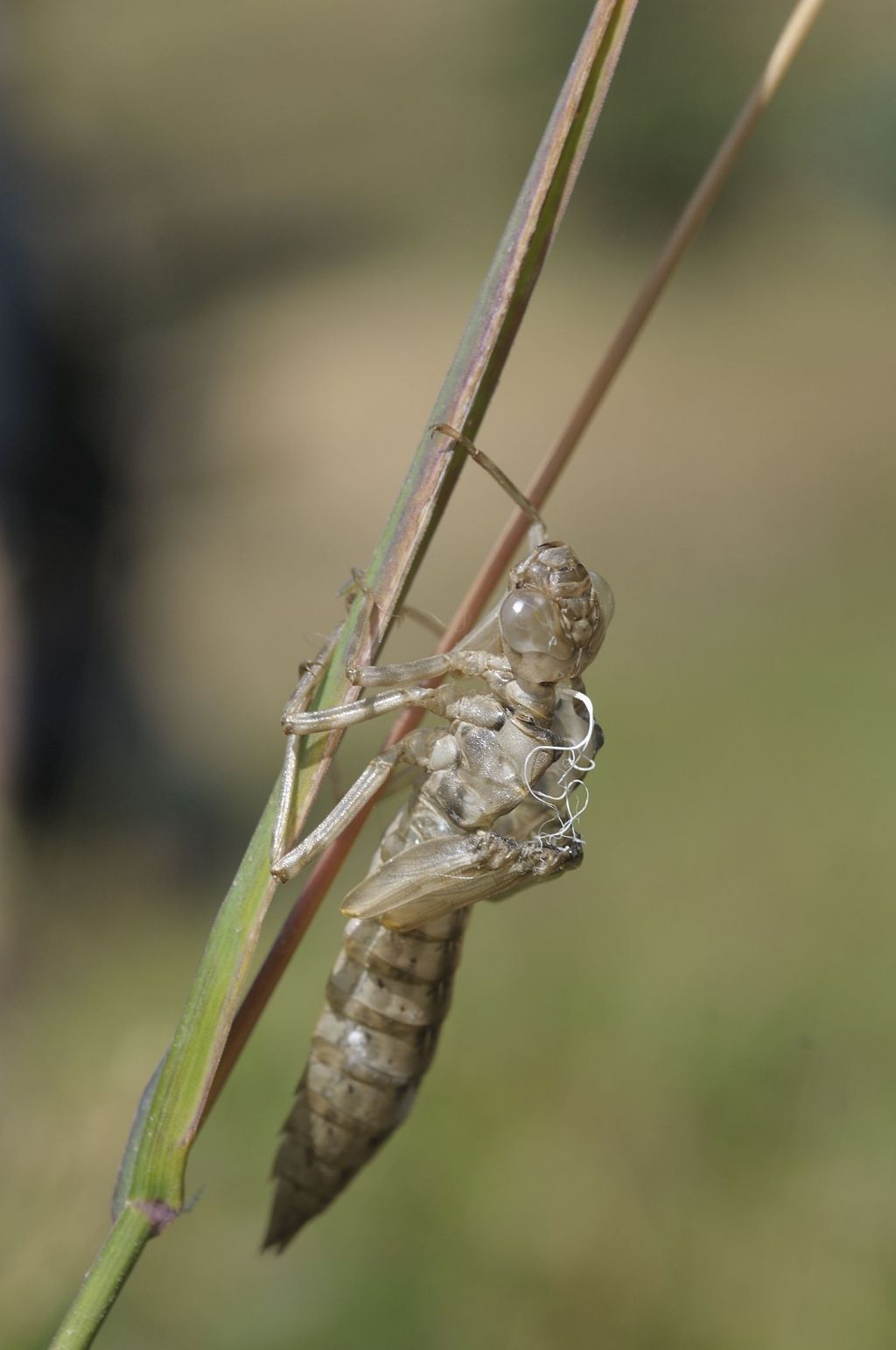 Aeshna mixta... no, Aeshna cyanea neo sfarfallate e domande