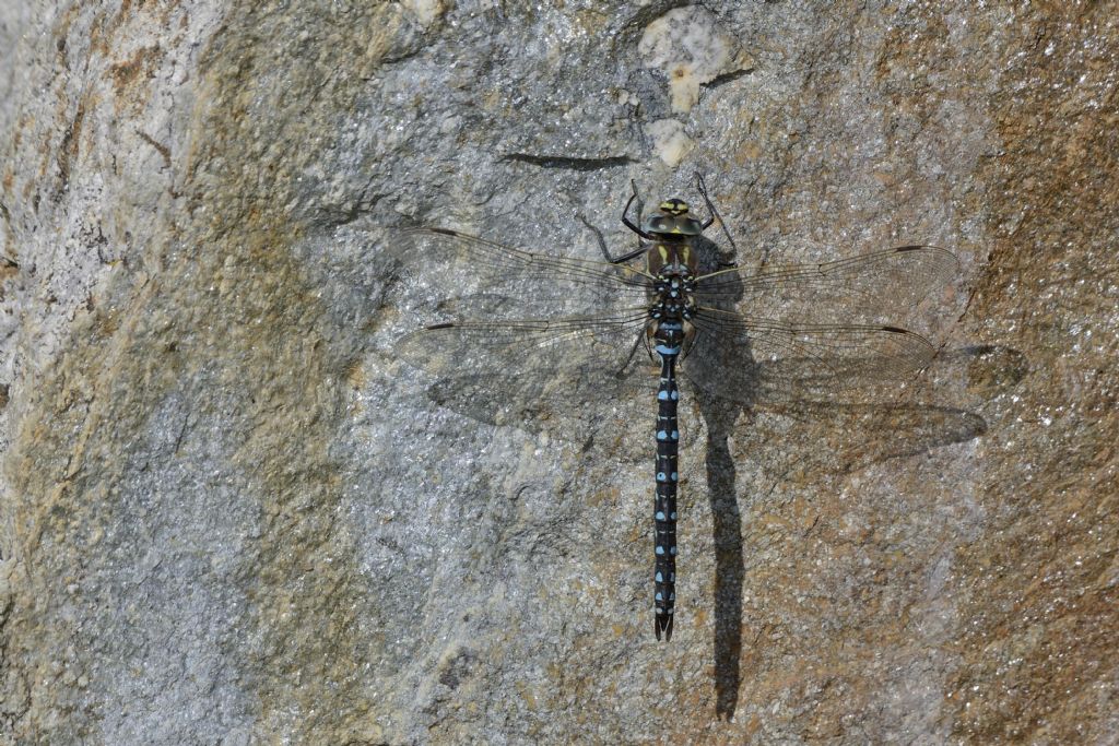 Aeshna mixta? no, Aeshna juncea