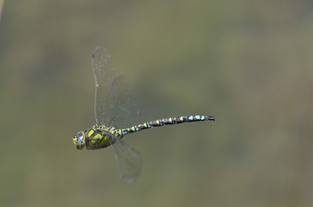 Aeshna cyanea maschio in volo