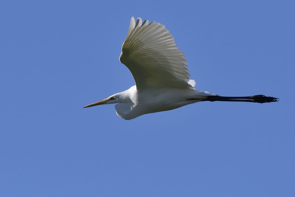 Airone bianco in volo