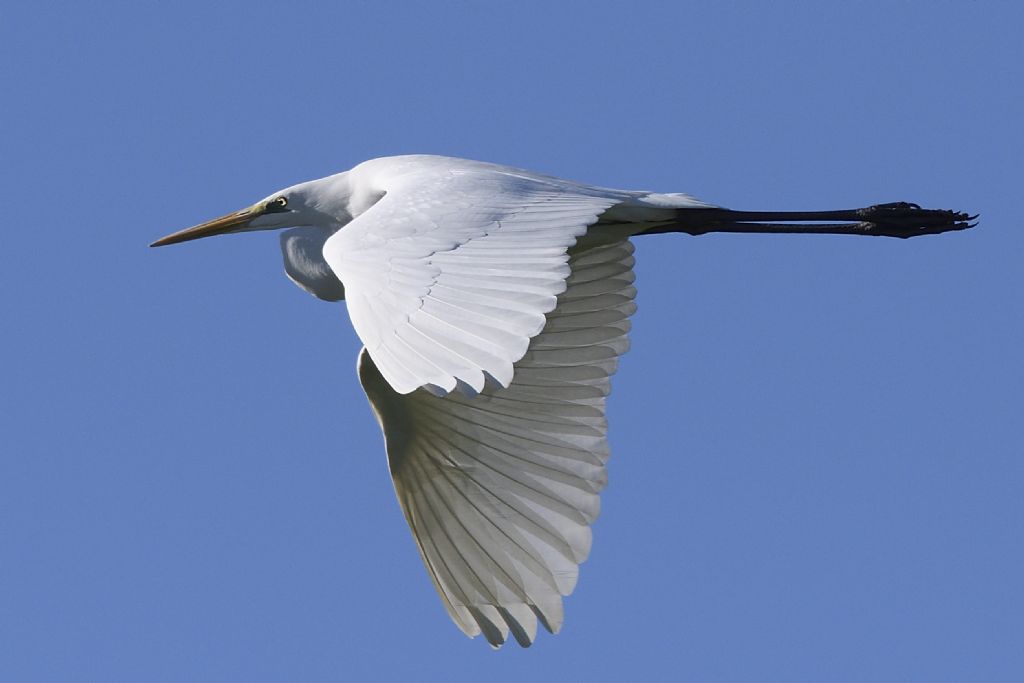 Airone bianco in volo