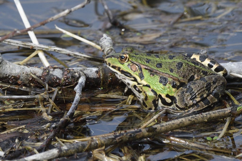 Da id, grazie - Pelophylax sp. (prov. Torino)