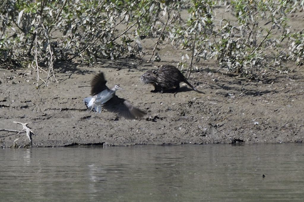 Piro piro culbianco e nutria giovane