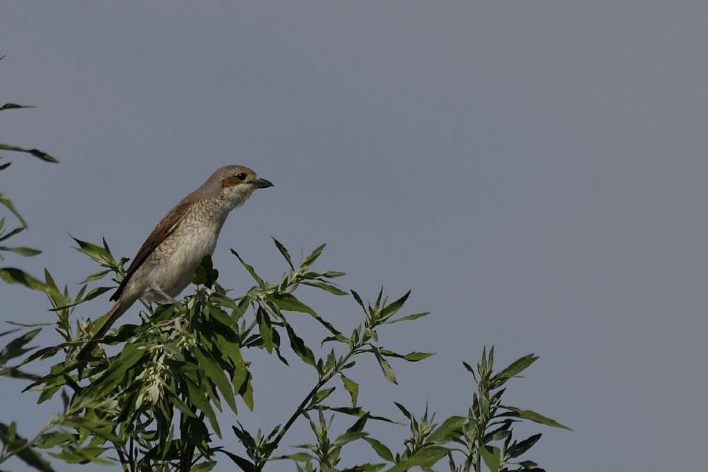 Averle piccole, Lanius collurio