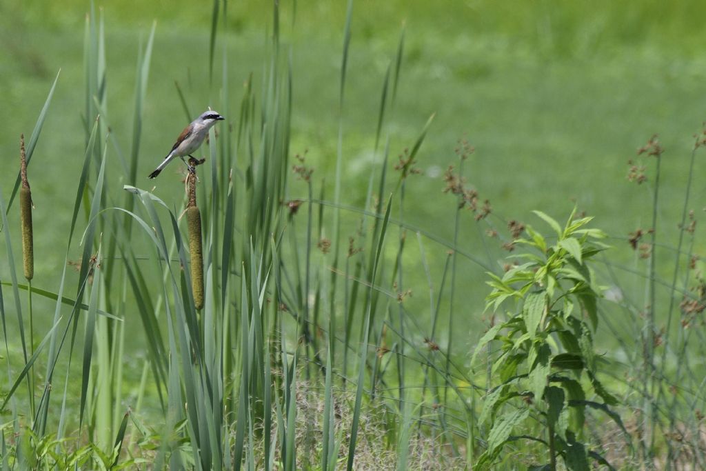 Averle piccole, Lanius collurio