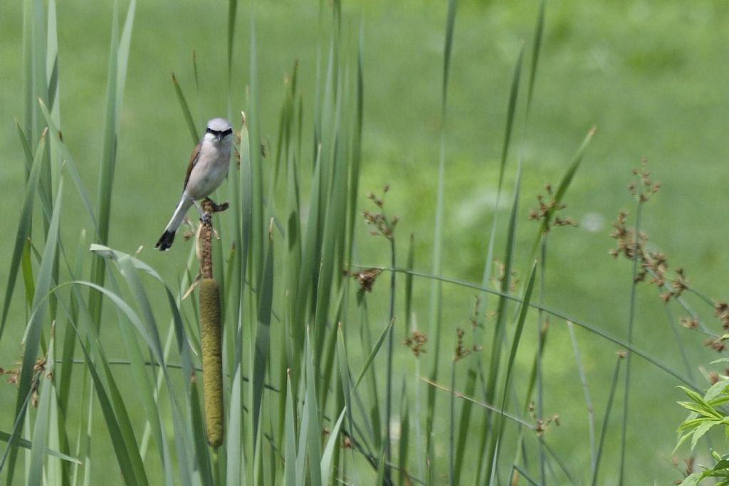 Averle piccole, Lanius collurio