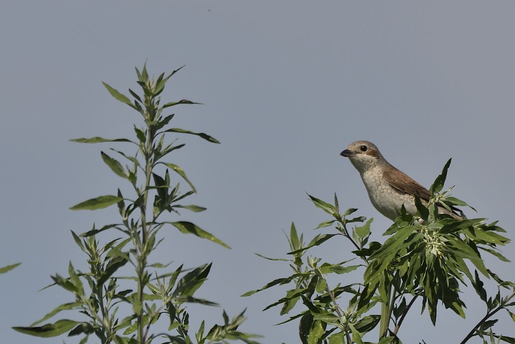 Averle piccole, Lanius collurio