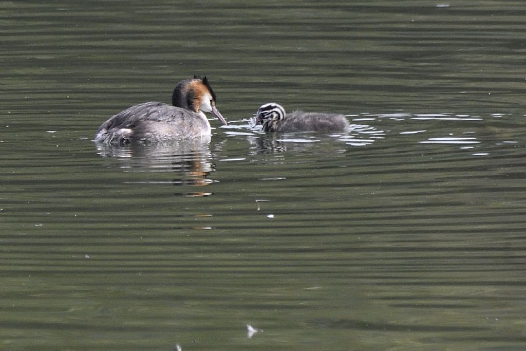 Sbasso con piccoli