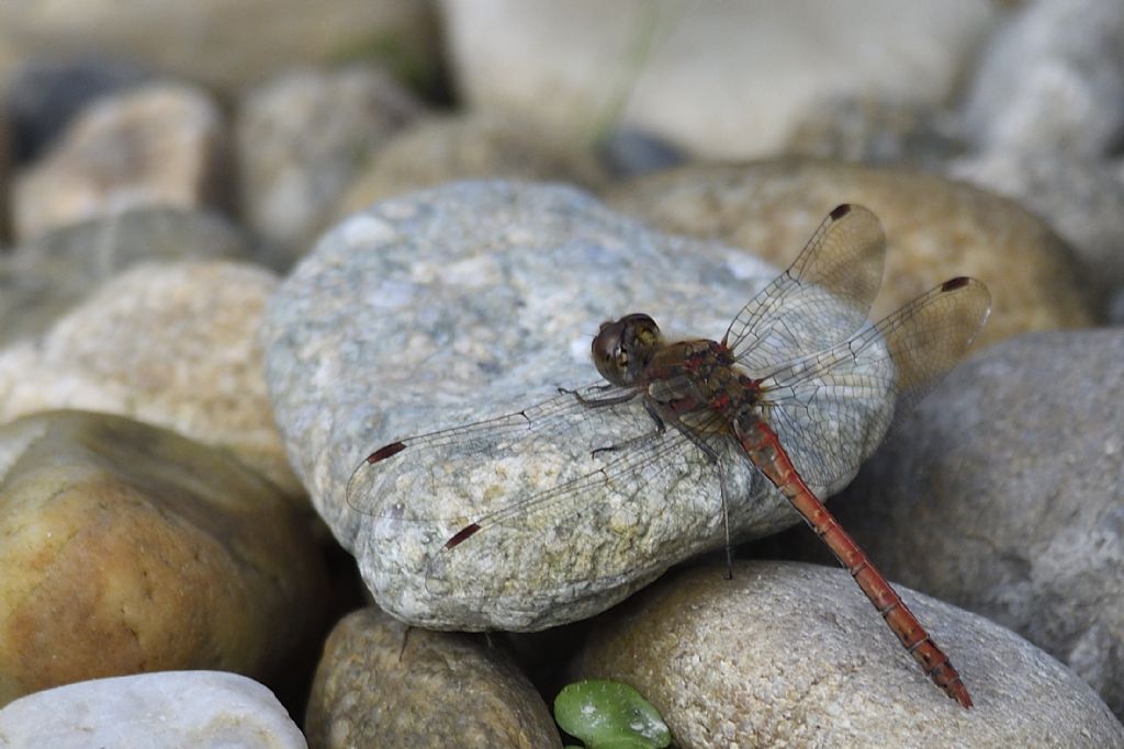 Sympetrum striolatum ?