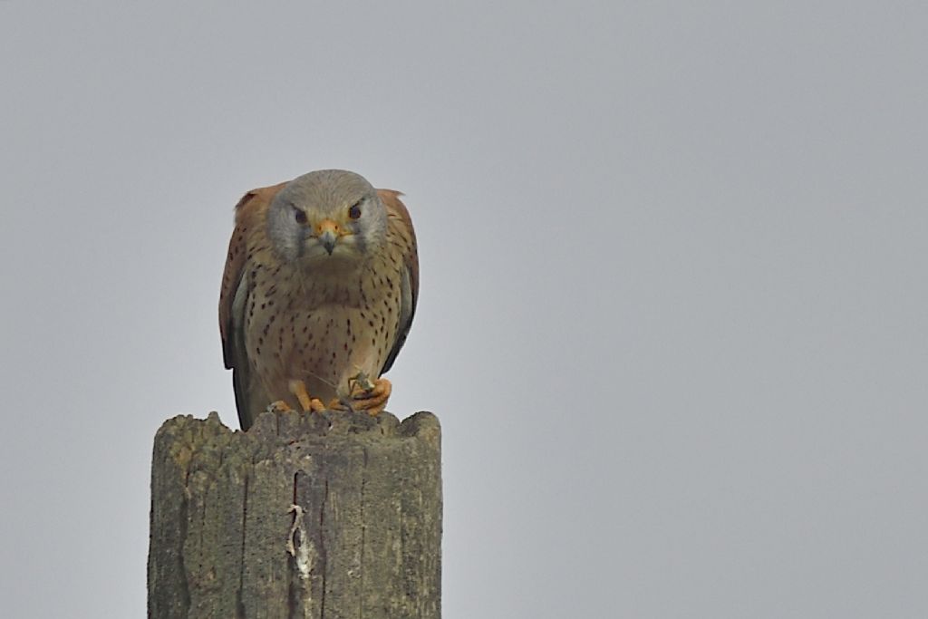 Gheppio, Falco tinnunculus con preda