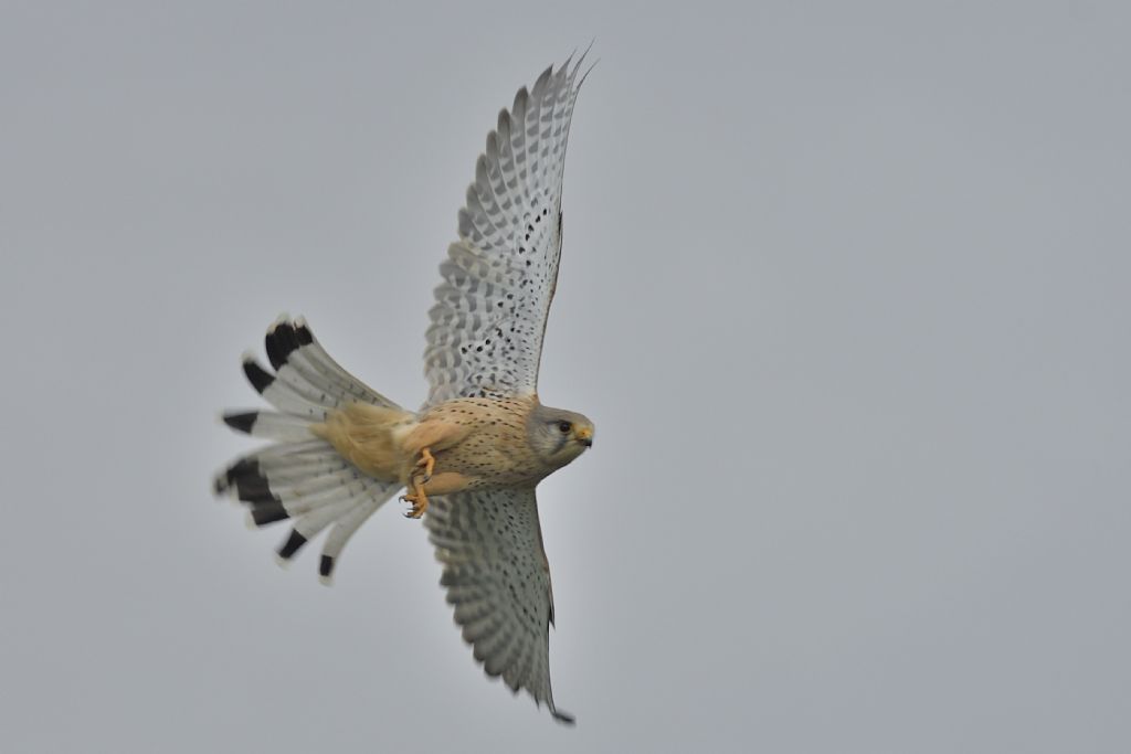 Gheppio, Falco tinnunculus con preda