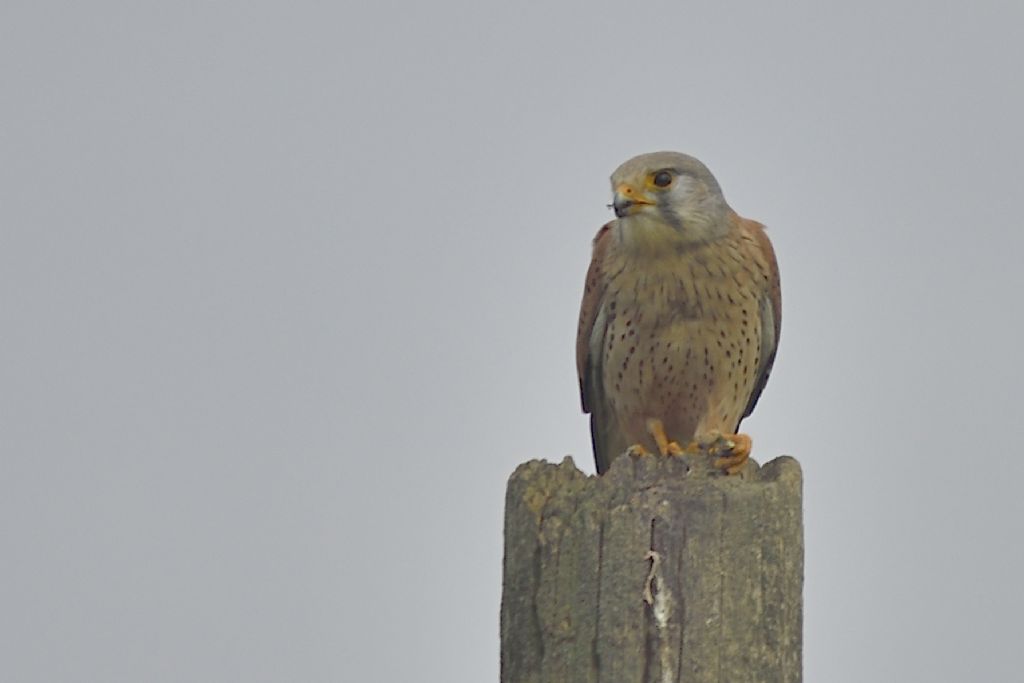 Gheppio, Falco tinnunculus con preda