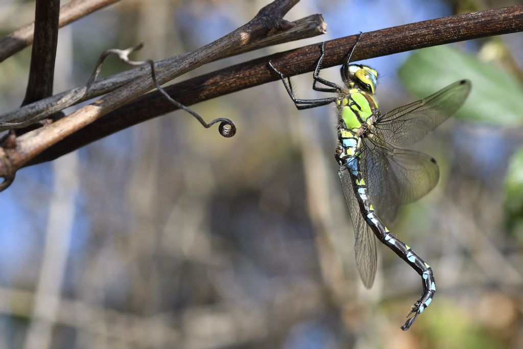 Aeshna cyanea m. e movimenti del corpo da chiarire