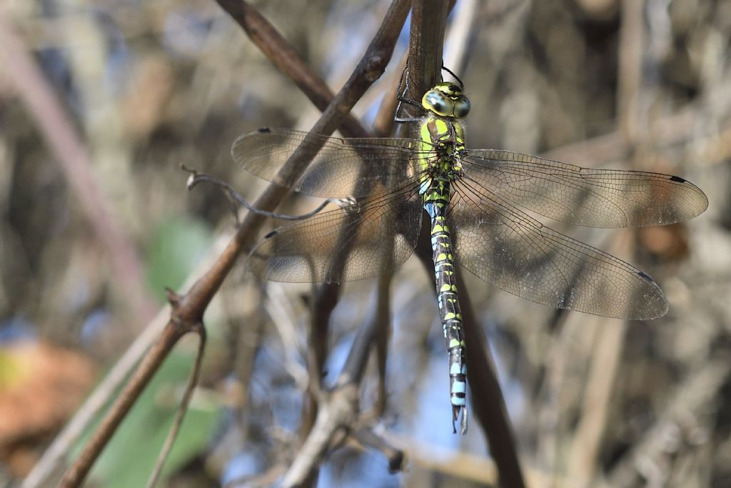 Aeshna cyanea m. e movimenti del corpo da chiarire