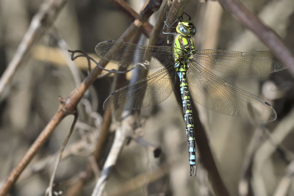 Aeshna cyanea m. e movimenti del corpo da chiarire