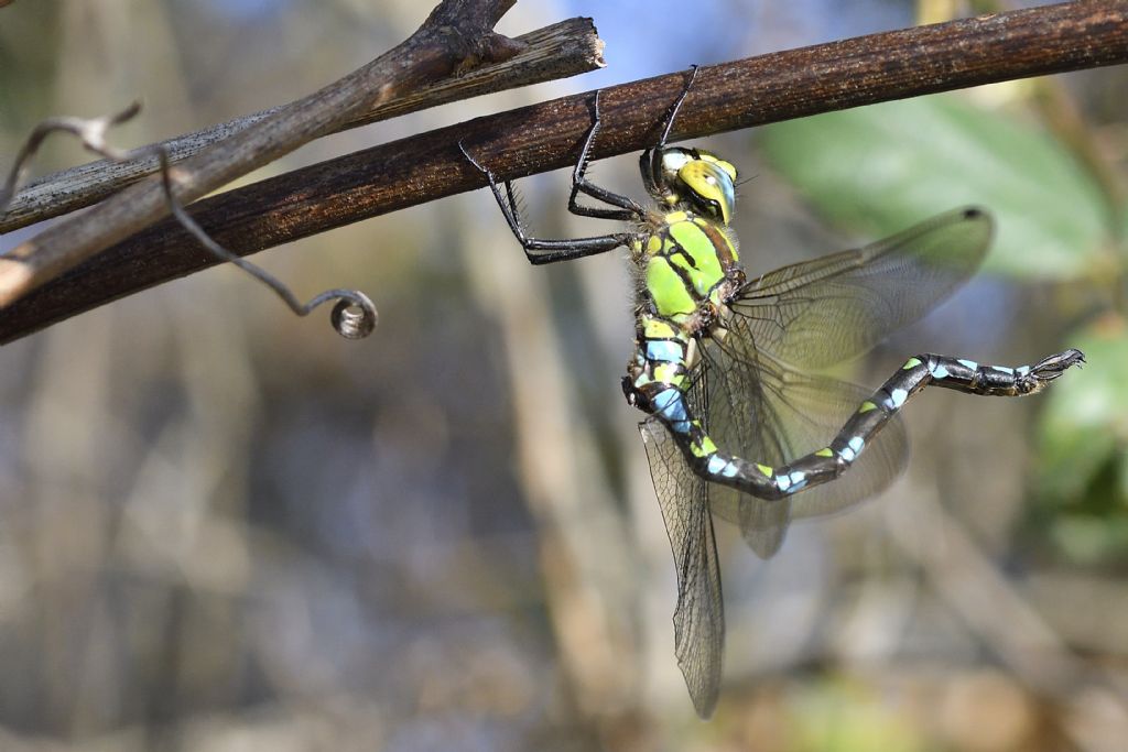 Aeshna cyanea m. e movimenti del corpo da chiarire